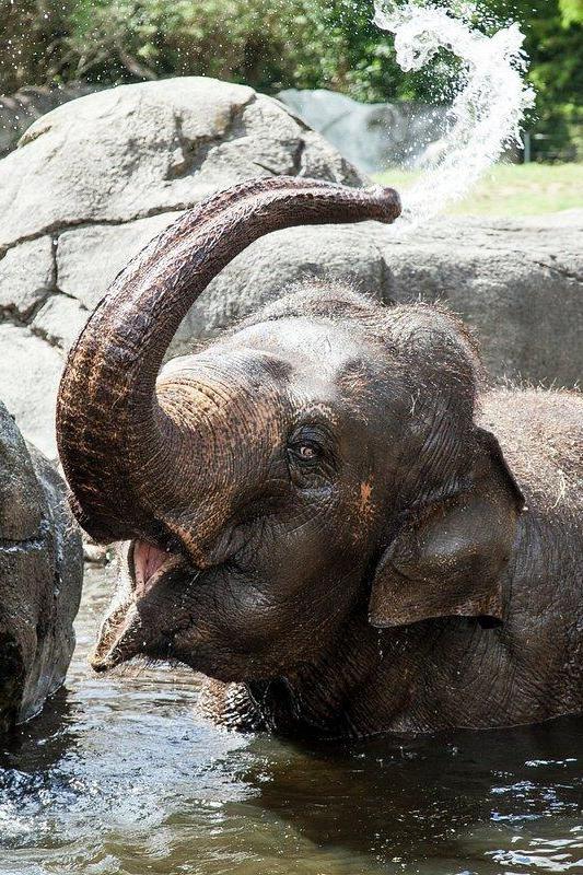 Auckland Zoo