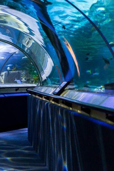 SEA LIFE Kelly Tarlton's Aquarium
